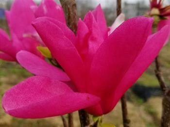 嬌紅一號(hào)