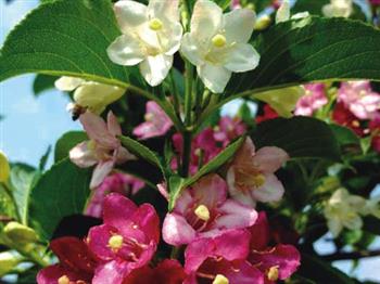五彩花樹(shù)