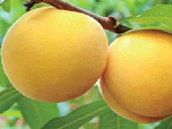 黃金蜜0號(hào)