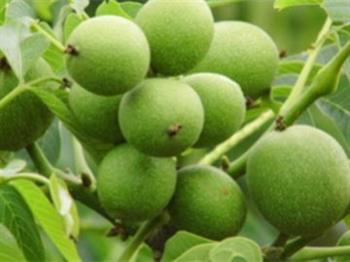 中國(guó)垂鈴核桃