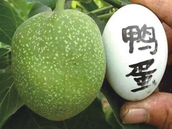 神秘一號(hào)