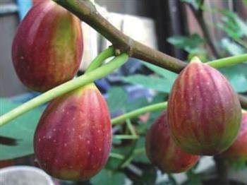 波姬紅無(wú)花果