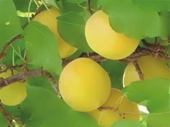 荷蘭香蜜杏